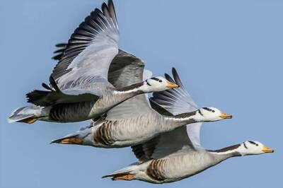 Punjab Reports First Bird Flu Case as Samples Taken from Dead Goose Test Positive