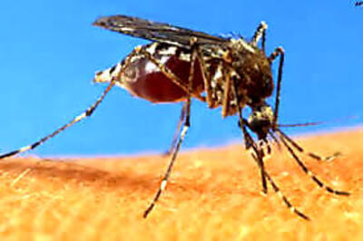 Dengue outbreak in Bihar, 156 cases detected