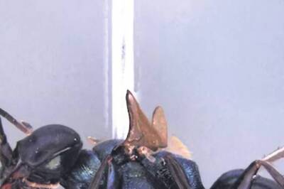 Zoological Survey Of India Discovers New Species Of Digger Wasp