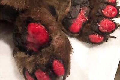 Bear Cub Burned In Wildfire Heals At California Center