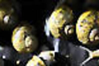 IT geek proves post slower than snail