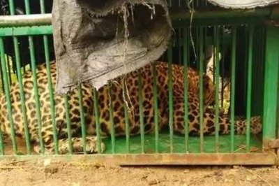 Hyderabad's Viral Video Fame Leopard Trapped after being on the Loose for 5 Months
