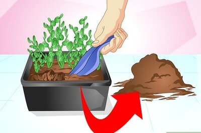 How to Keep Cats from Urinating in House Plants