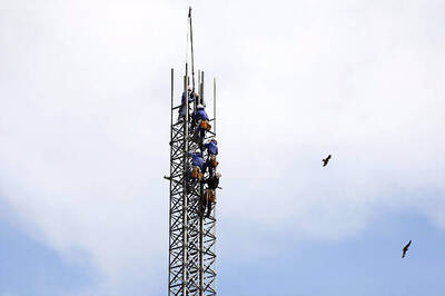 'Telecom towers kill 7mn birds in America every year'