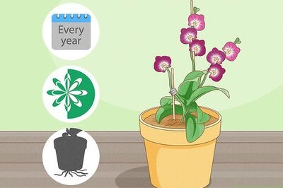 How to Transplant Orchids