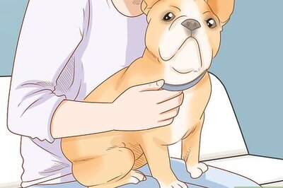 How to Clean a French Bulldog's Ears