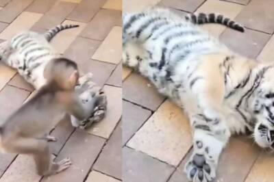 Video of Baby Monkey And Tiger Cub Playing With Each Other Will Give You BFF Goals