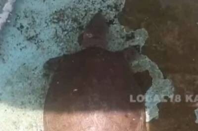 Karnataka Man’s Pet White Turtle, Found During Covid-19 Pandemic, Has Locals’ Attention