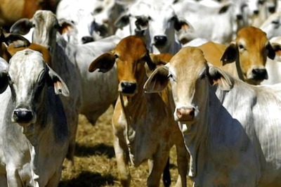 Karnataka CM BS Yediyurappa Launches First-of-its-kind Cattle War Room