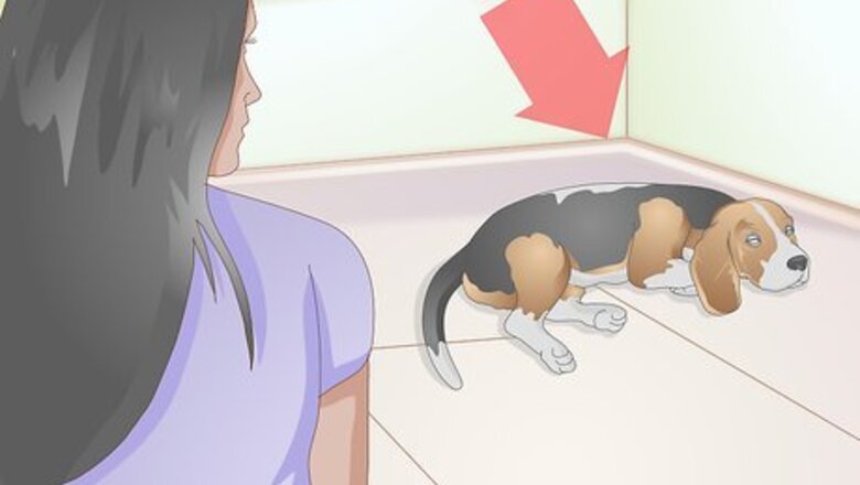 How to Select a Dog Bed