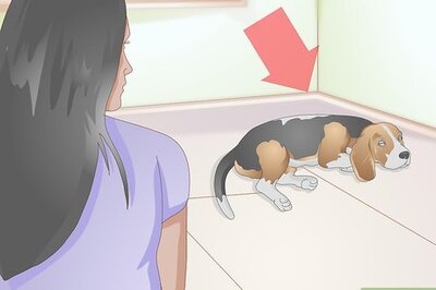 How to Select a Dog Bed