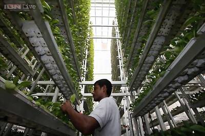 Electronics giant Panasonic is growing and selling vegetables in Singapore