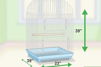 How to Set Up an Amazon Parrot Habitat
