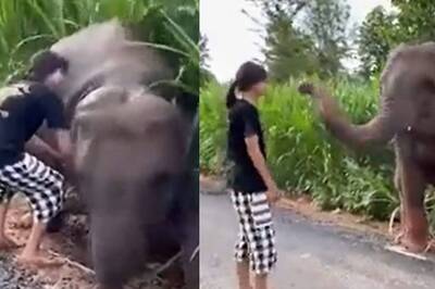 Woman Rescues Baby Elephant From a Muddy Ditch. Here's What Happened Next