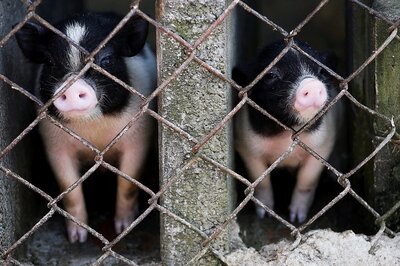 Piglets From UK For NE States Quarantined in Delhi in Wake of African Swine Fever Scare