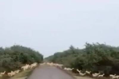 Gujarat: Video Showing Hundreds of Blackbucks Crossing Road Goes Viral; PM Modi Calls it 'Excellent'
