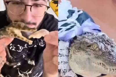 Watch: Man Accidentally Catches Baby Crocodile, Adopts It