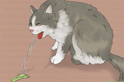 How to Handle Mothball Poisoning in Cats