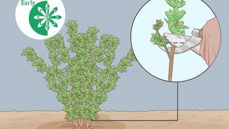 How to Prune Thyme