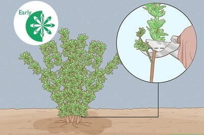 How to Prune Thyme