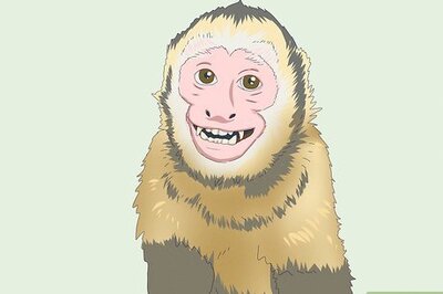 How to Dominate a Capuchin Monkey