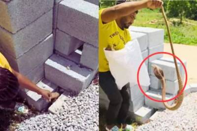 Watch: Snake Rescuer Catches A Cobra With Bare Hands