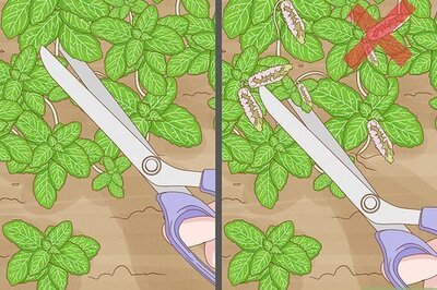How to Harvest Mint