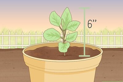 How to Prune Basil Plants