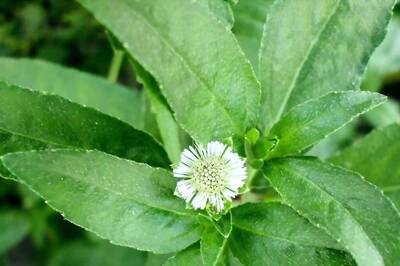 Boosting Immunity To Treating Headaches, 8 Health Benefits of Bhringraj