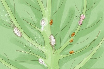 How to Eliminate Scale Bugs