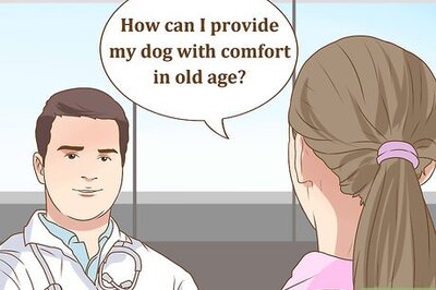 How to Deal with Clinginess in Older Dogs