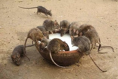 Rats nibble on patient in Jodhpur hospital