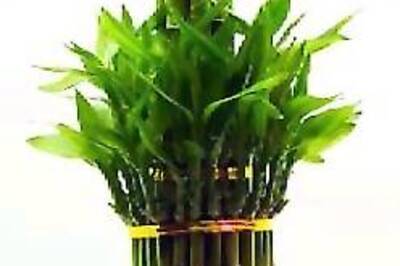 Lucky charm brings big biz in India