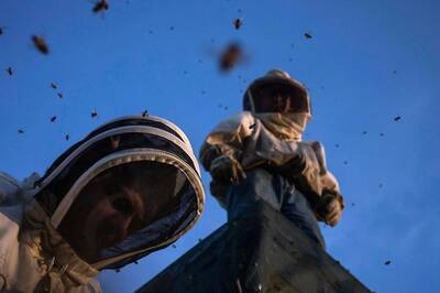 Gouda Gone, 'Stinging' Bee Hive Thieves: Bizarre Food Heists as Robbers Leave Behind Lemon Legacies