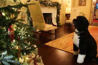 Aww... White House dog 'Bo' inspects Christmas decoration