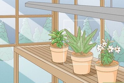 How to Make a Kokedama