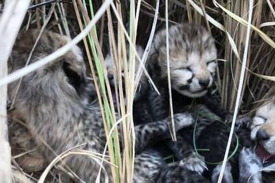 Kuno Kidding! 4 Cheetah Cubs Born in India 70 Years After the Wild Cat Went Extinct