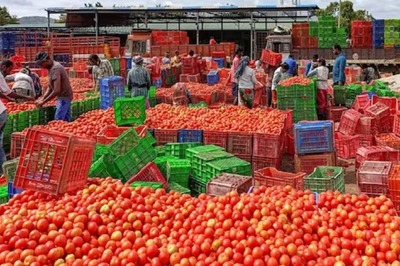 Tomato Price Dip to Rs 80-120 In Mumbai, To Be Sold At Rs 70 Per Kg In UP | Details
