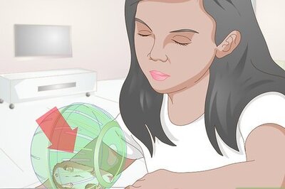 How to Use a Hamster Ball
