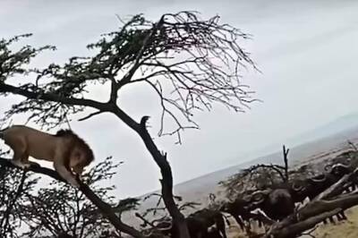 Lion Climbs Atop Tree To Escape A Herd Of Buffalos, Here’s What Happened Next