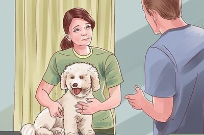 How to Help Your Dog Through Physical Therapy