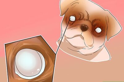 How to Treat Eye Problems in Pugs