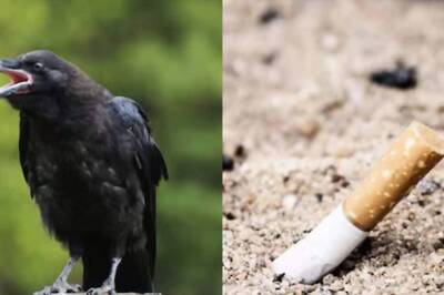 At This French Park, Crows Pick Cigarette Butts In Exchange For Food