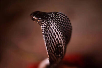 Man Seeks Divine Help After Snakebite; Dies Later During Treatment