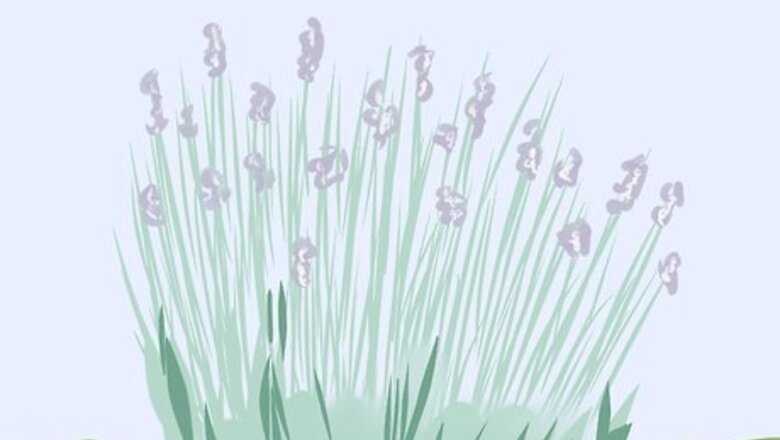 How to Trim Lavender