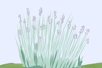 How to Trim Lavender