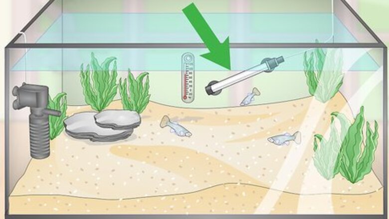 How to Take Care of Your Fish (Tanks)