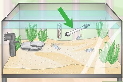 How to Take Care of Your Fish (Tanks)