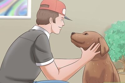 How to Tame a Dog
