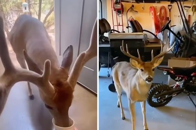 Man Feeds Deer Every Day; What Happens Next Will Melt Your Heart - WATCH